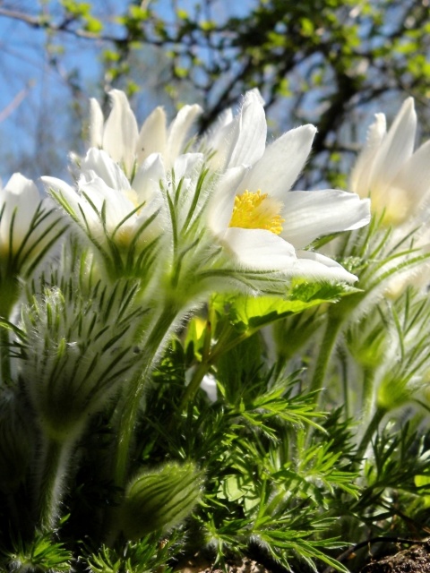 Anemone Flowers in Spring wallpaper 480x640