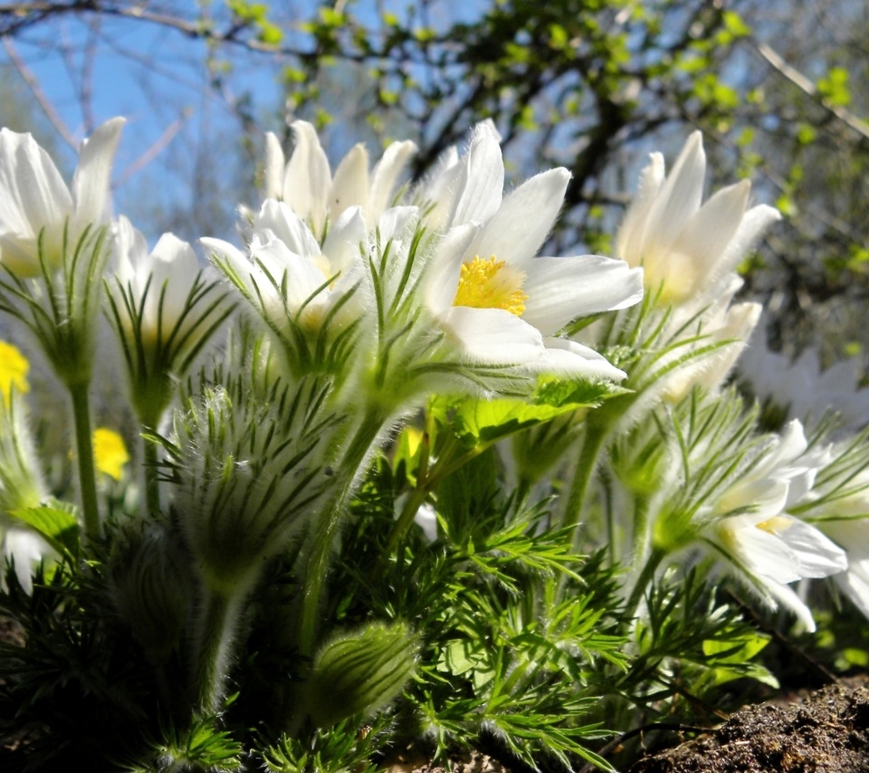 Anemone Flowers in Spring wallpaper 960x854