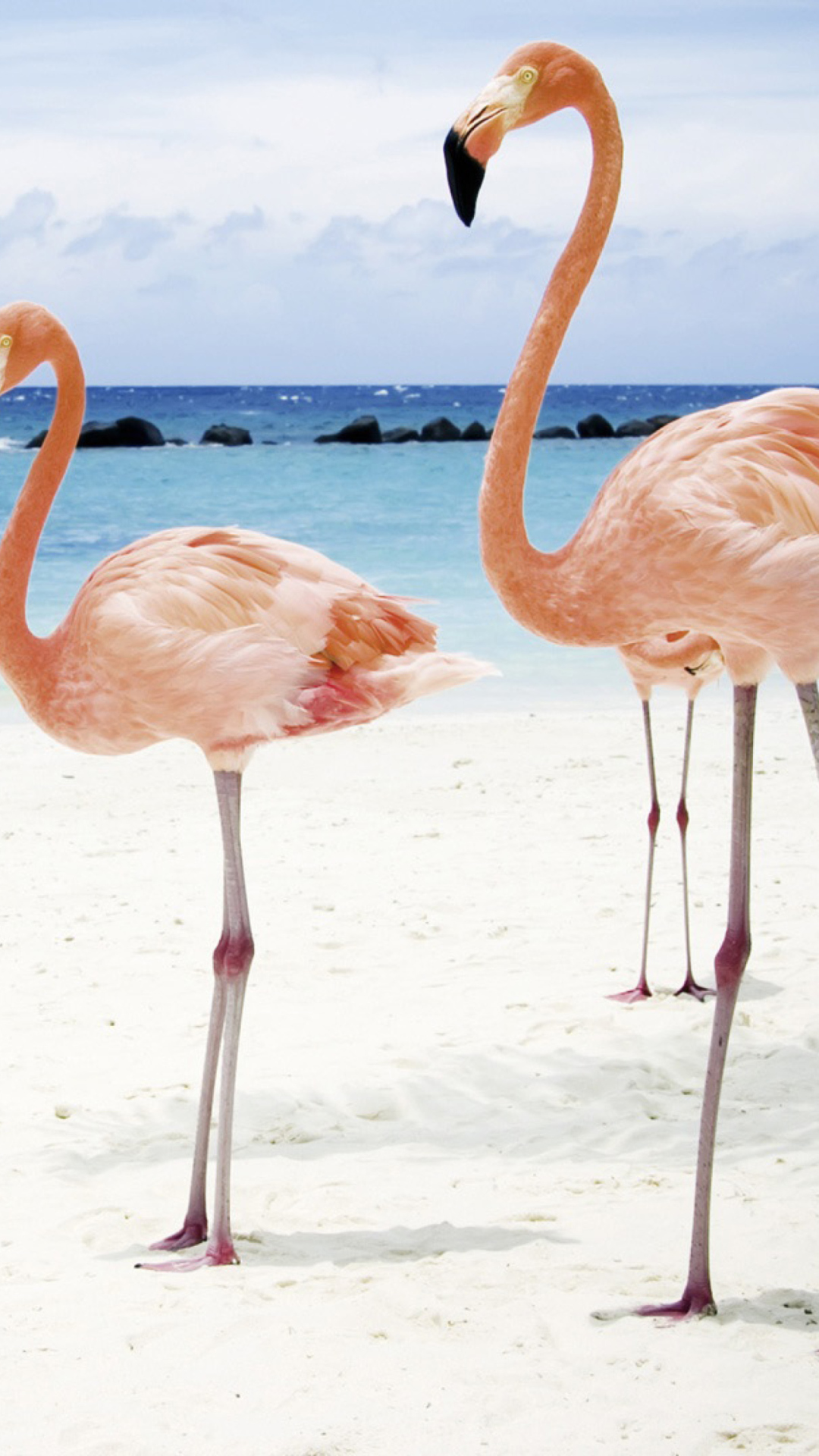Обои Pink Flamingo 1080x1920