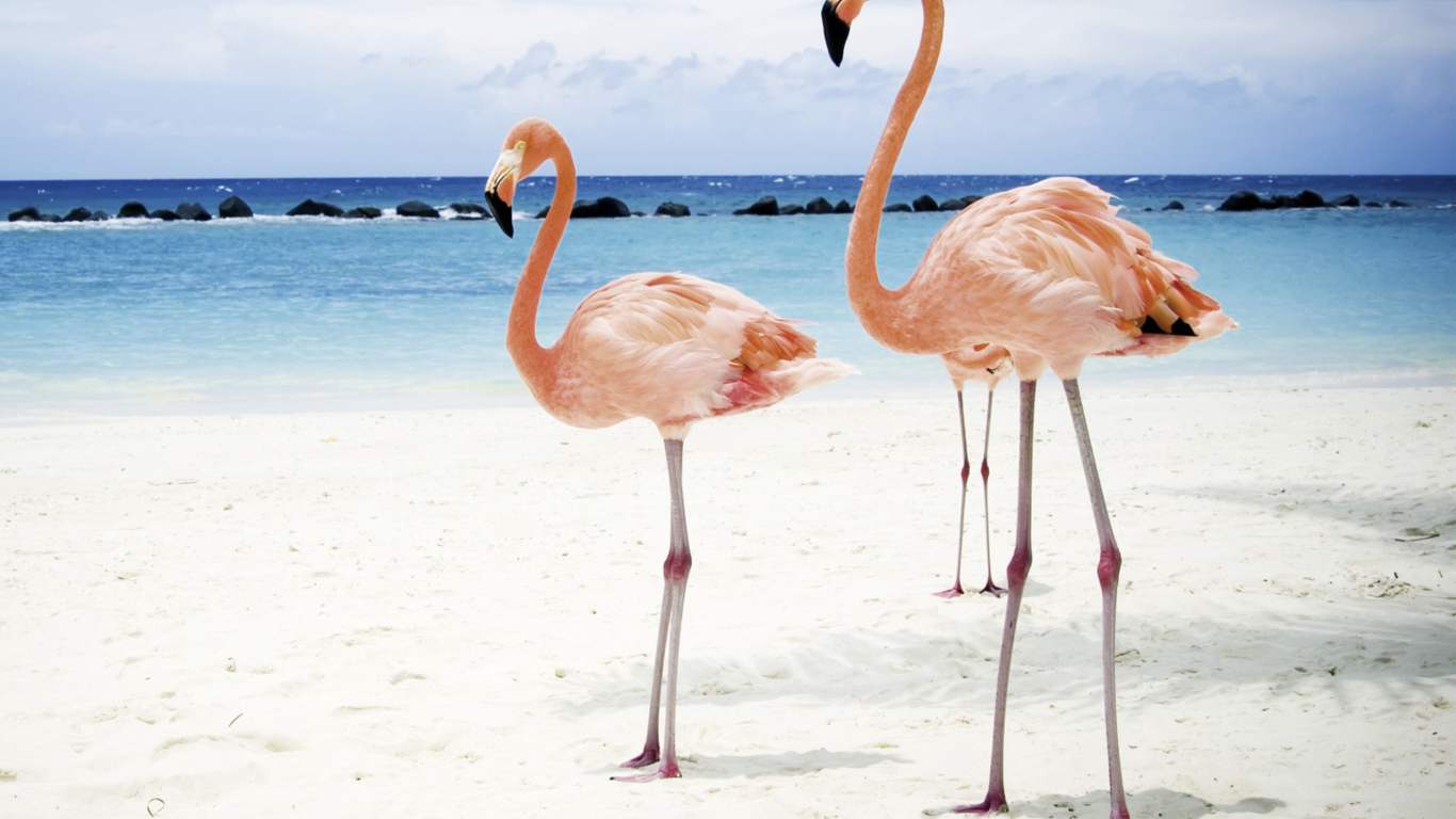 Обои Pink Flamingo 1366x768