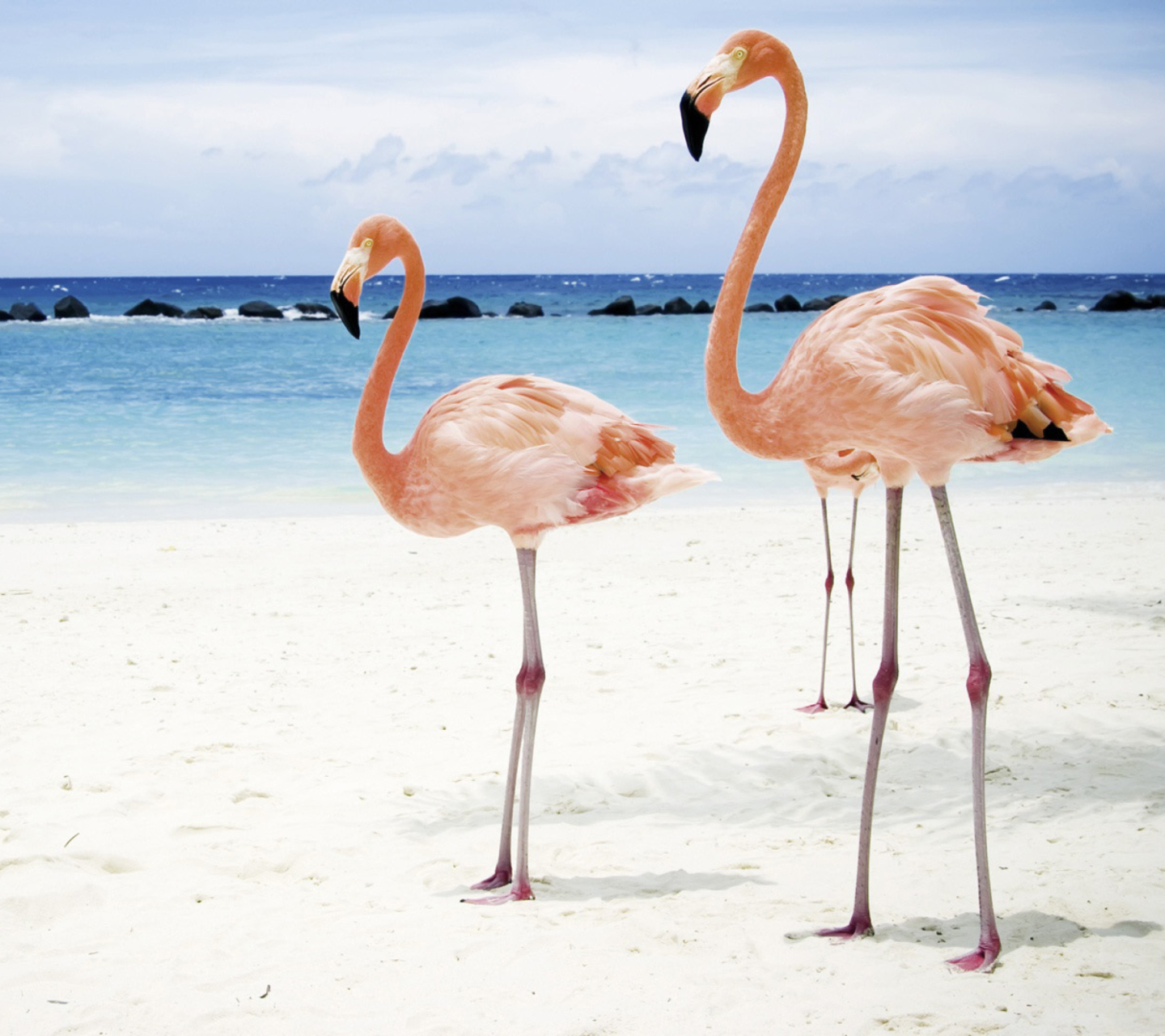 Sfondi Pink Flamingo 1440x1280