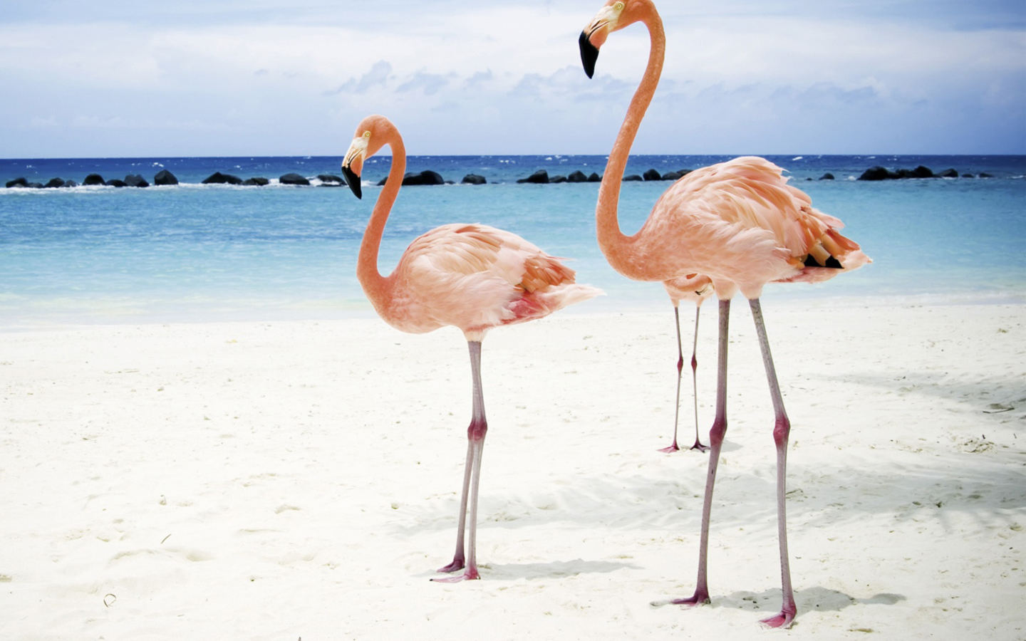 Das Pink Flamingo Wallpaper 1440x900