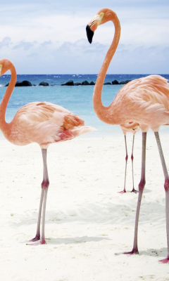 Screenshot №1 pro téma Pink Flamingo 240x400