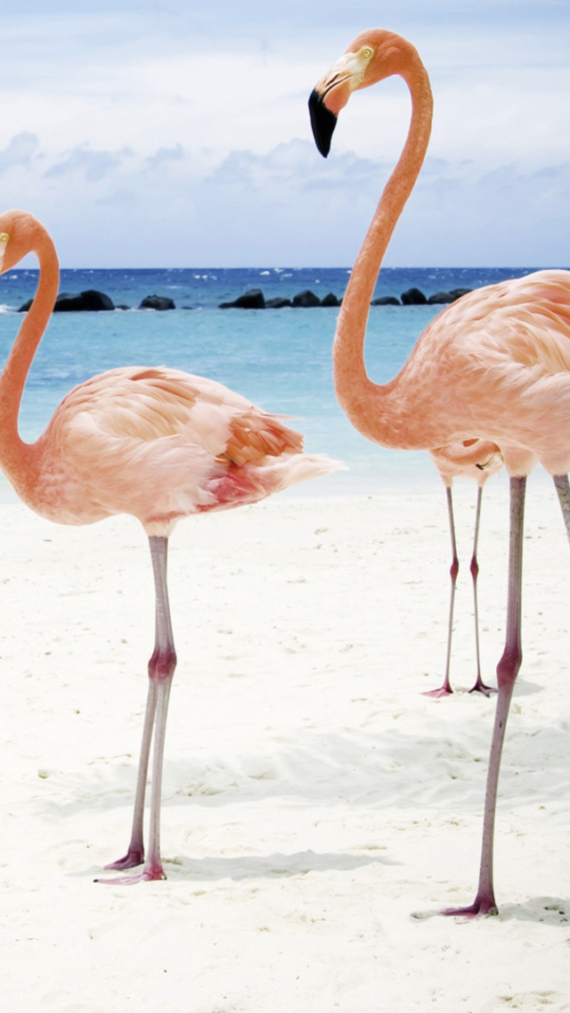 Sfondi Pink Flamingo 640x1136