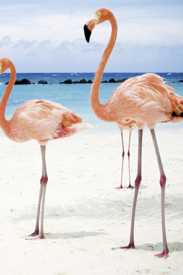 Sfondi Pink Flamingo 640x960