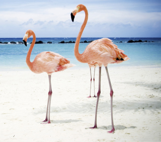 Pink Flamingo - Obrázkek zdarma pro iPad