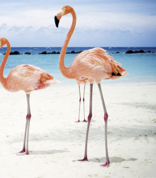 Pink Flamingo - Obrázkek zdarma pro 360x640