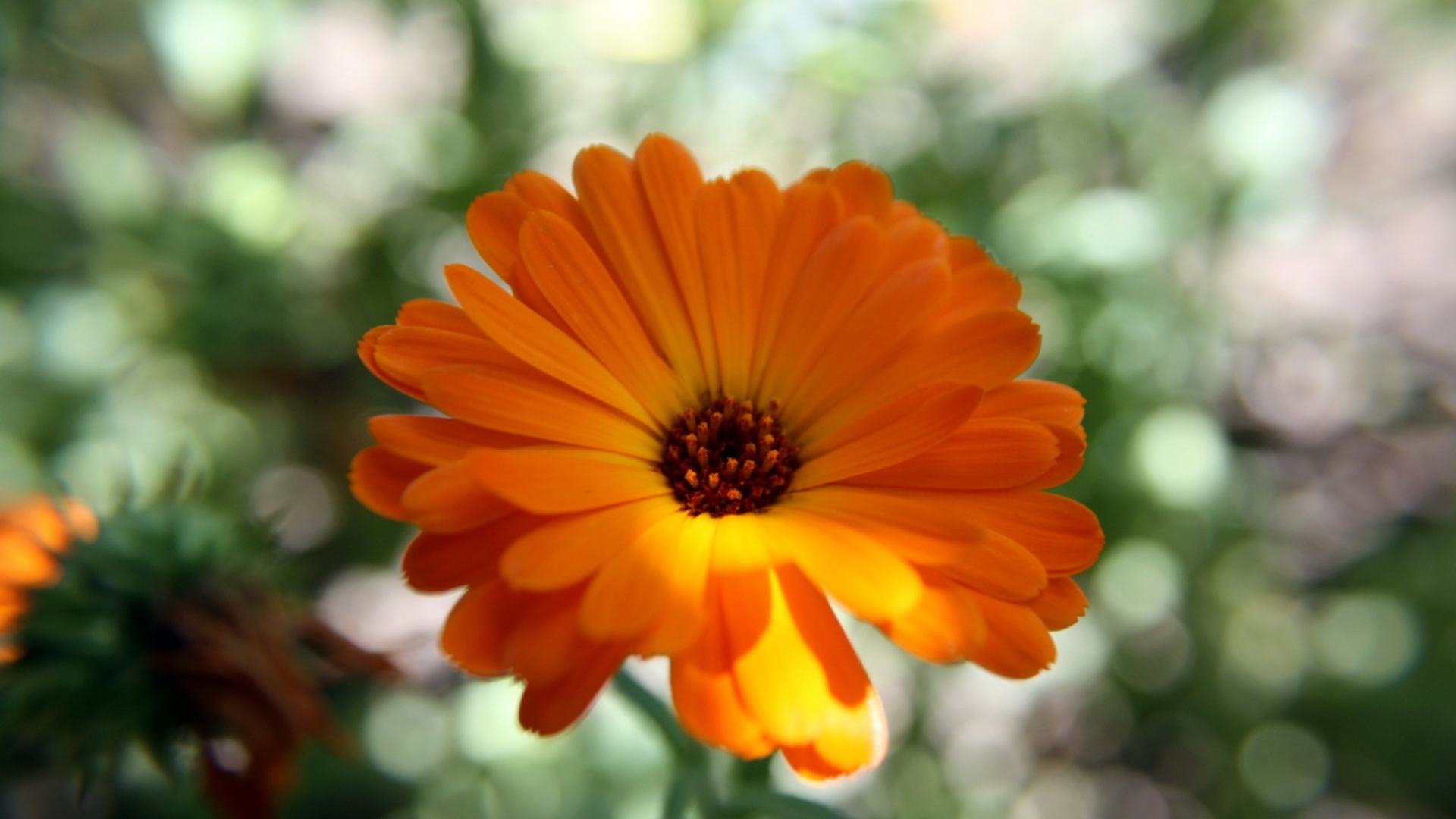 Fondo de pantalla Orange Flower Close Up 1920x1080