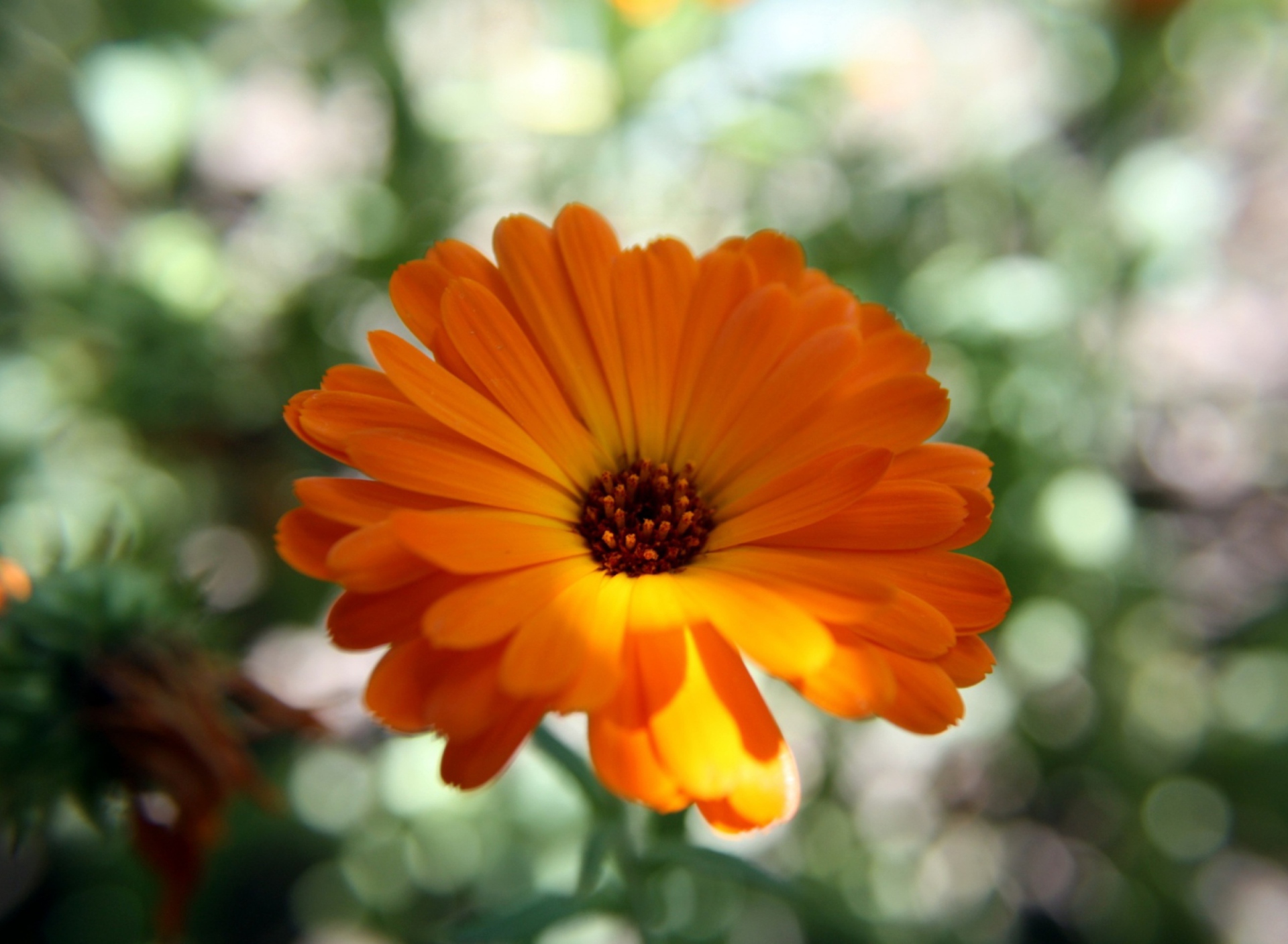 Screenshot №1 pro téma Orange Flower Close Up 1920x1408