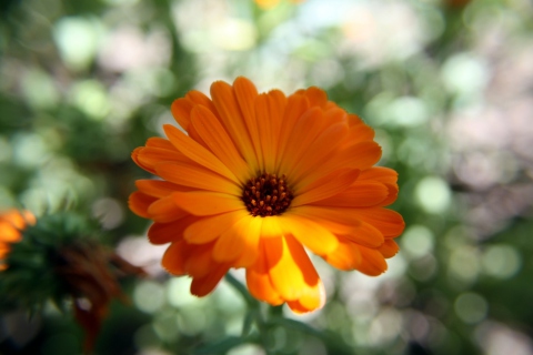 Обои Orange Flower Close Up 480x320