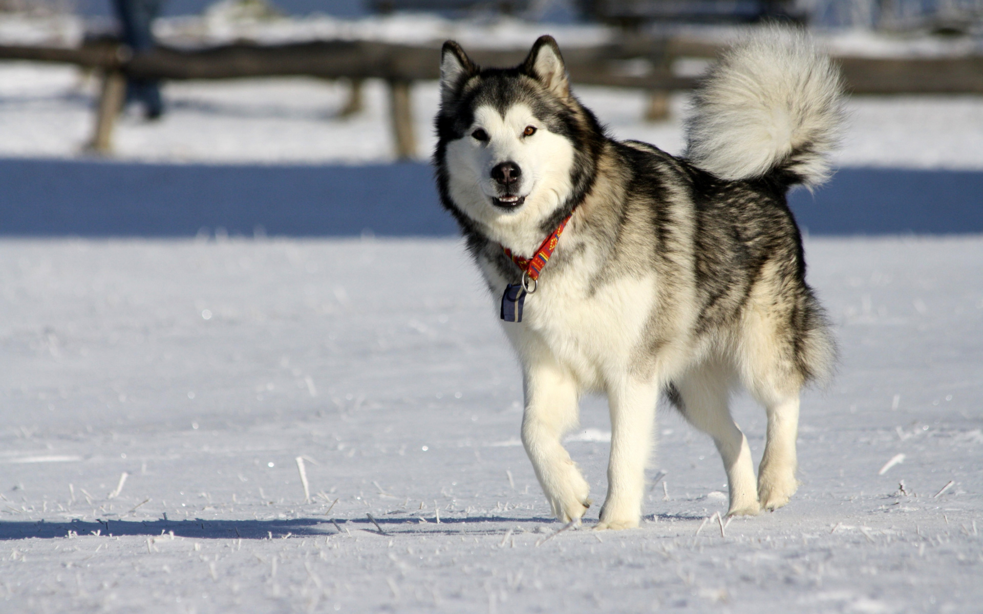 Screenshot №1 pro téma Alaskan Malamute Dog 1920x1200