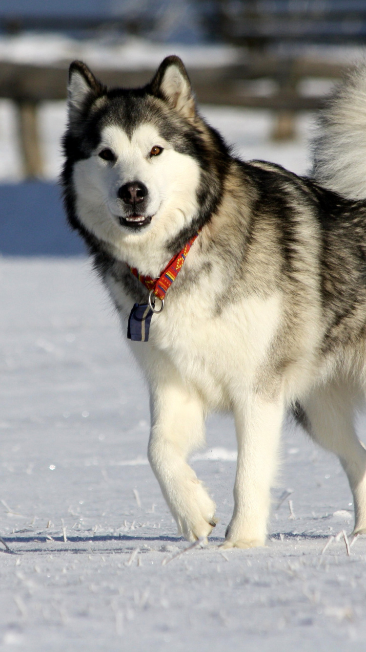 Screenshot №1 pro téma Alaskan Malamute Dog 750x1334