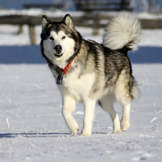 Alaskan Malamute Dog - Fondos de pantalla gratis para 128x128