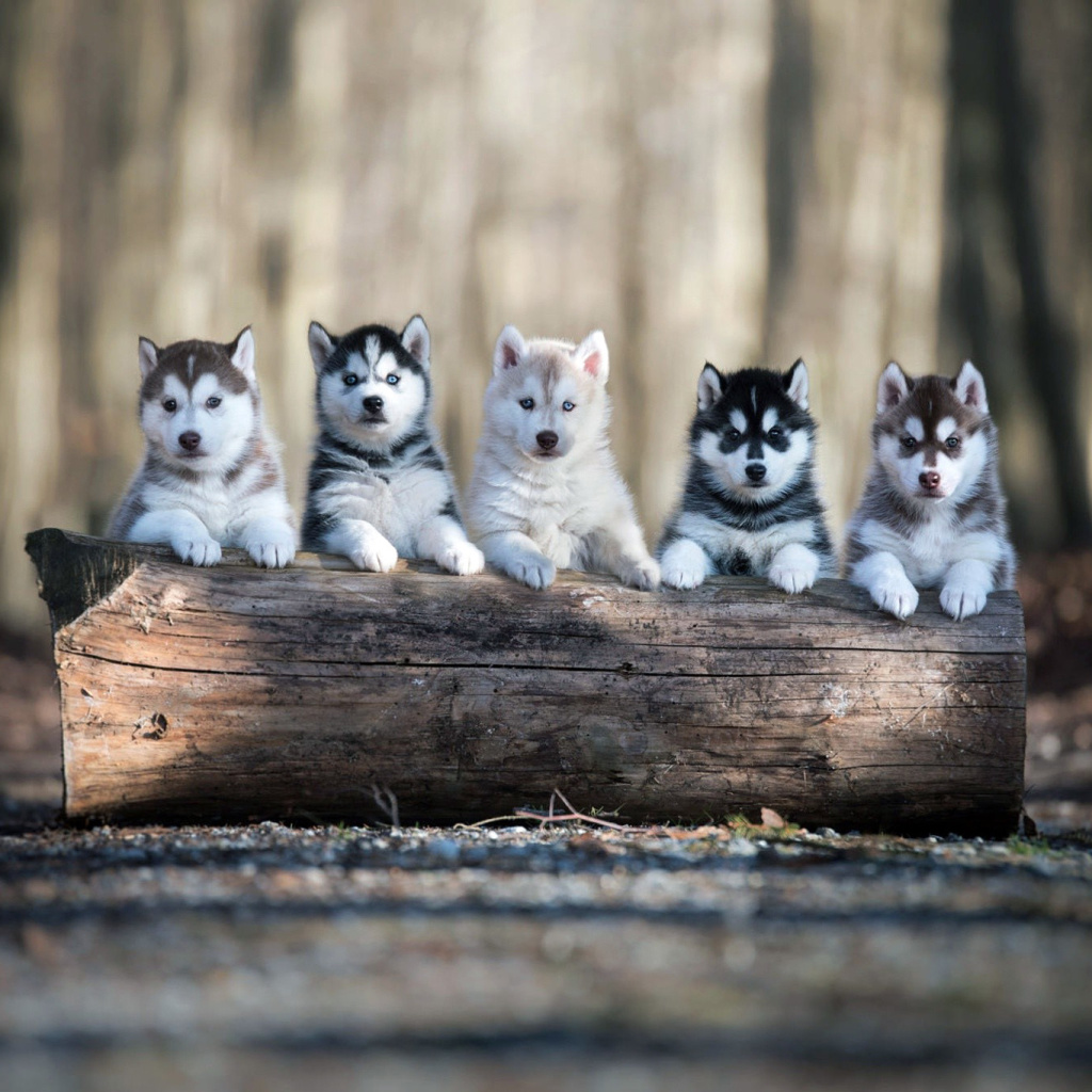 Обои Alaskan Malamute Puppies 1024x1024