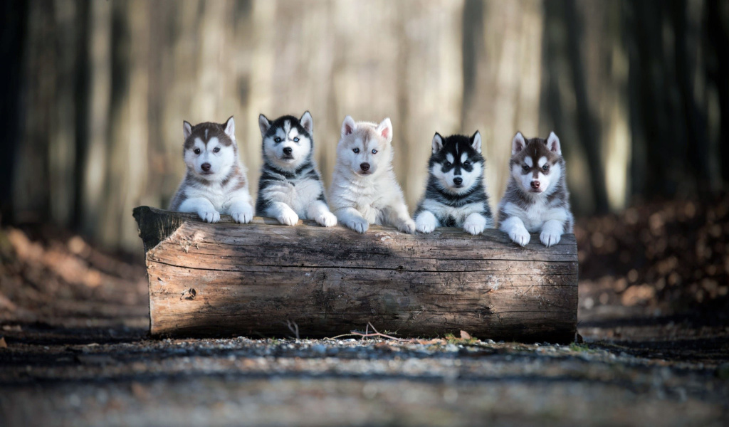 Das Alaskan Malamute Puppies Wallpaper 1024x600