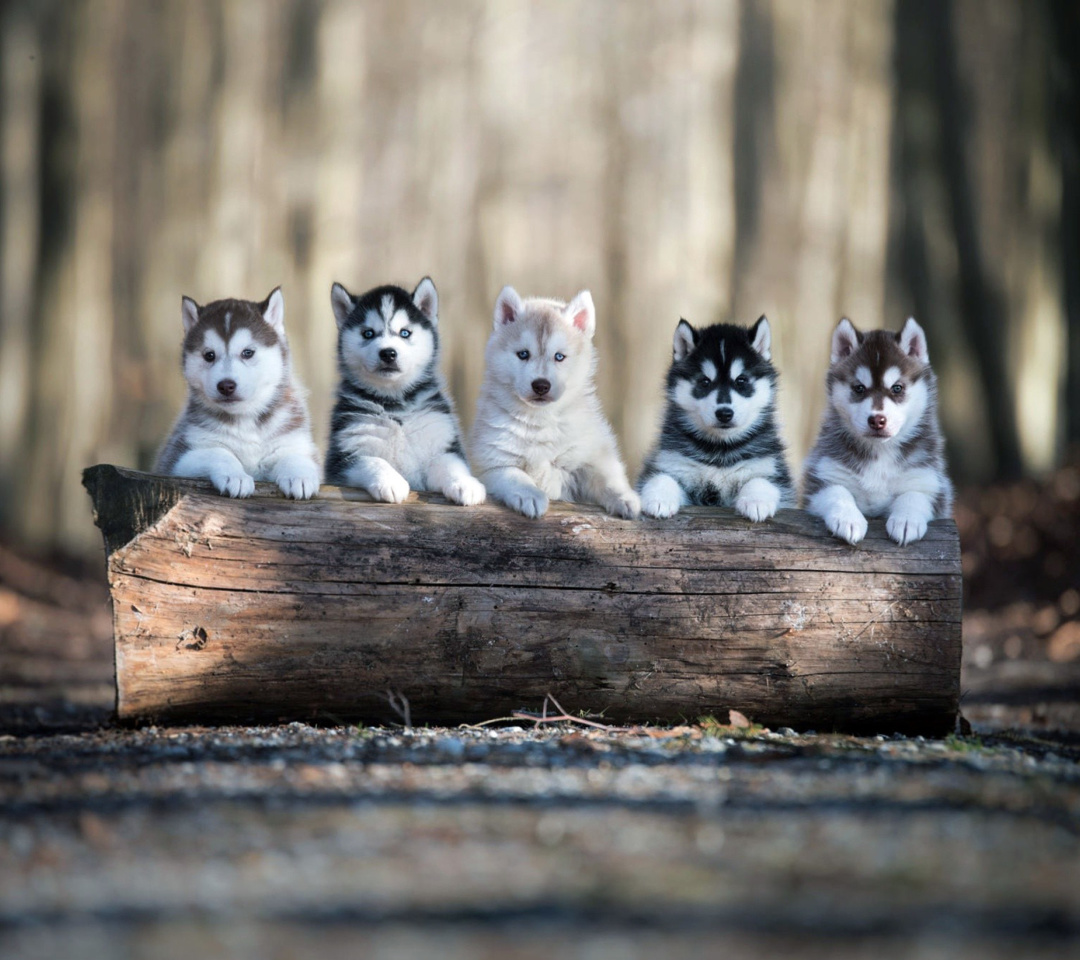 Sfondi Alaskan Malamute Puppies 1080x960