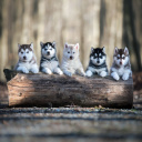 Sfondi Alaskan Malamute Puppies 128x128