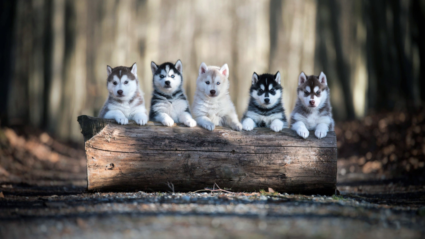 Fondo de pantalla Alaskan Malamute Puppies 1366x768