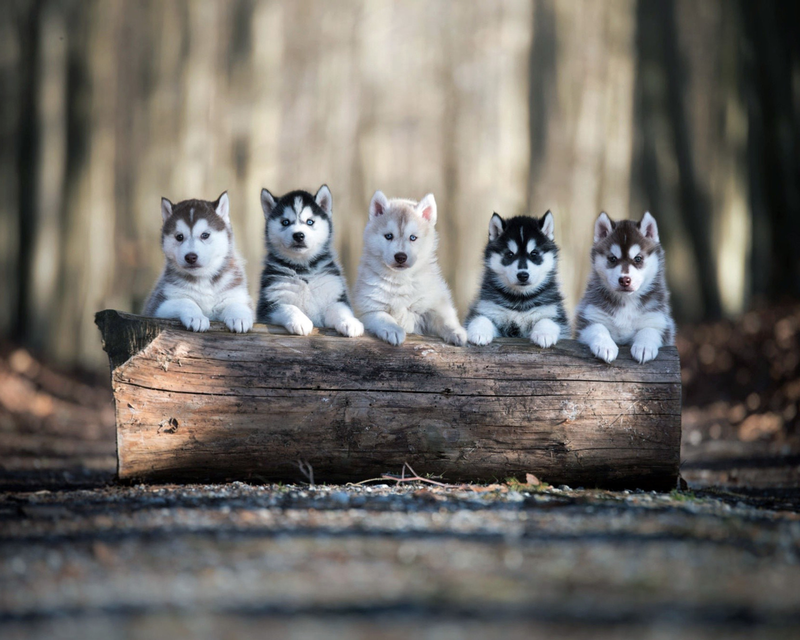 Das Alaskan Malamute Puppies Wallpaper 1600x1280