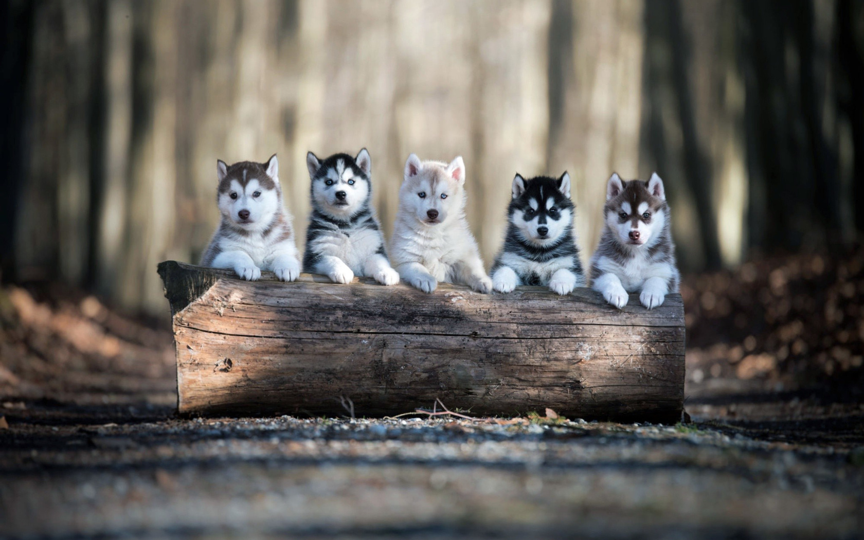 Das Alaskan Malamute Puppies Wallpaper 1680x1050