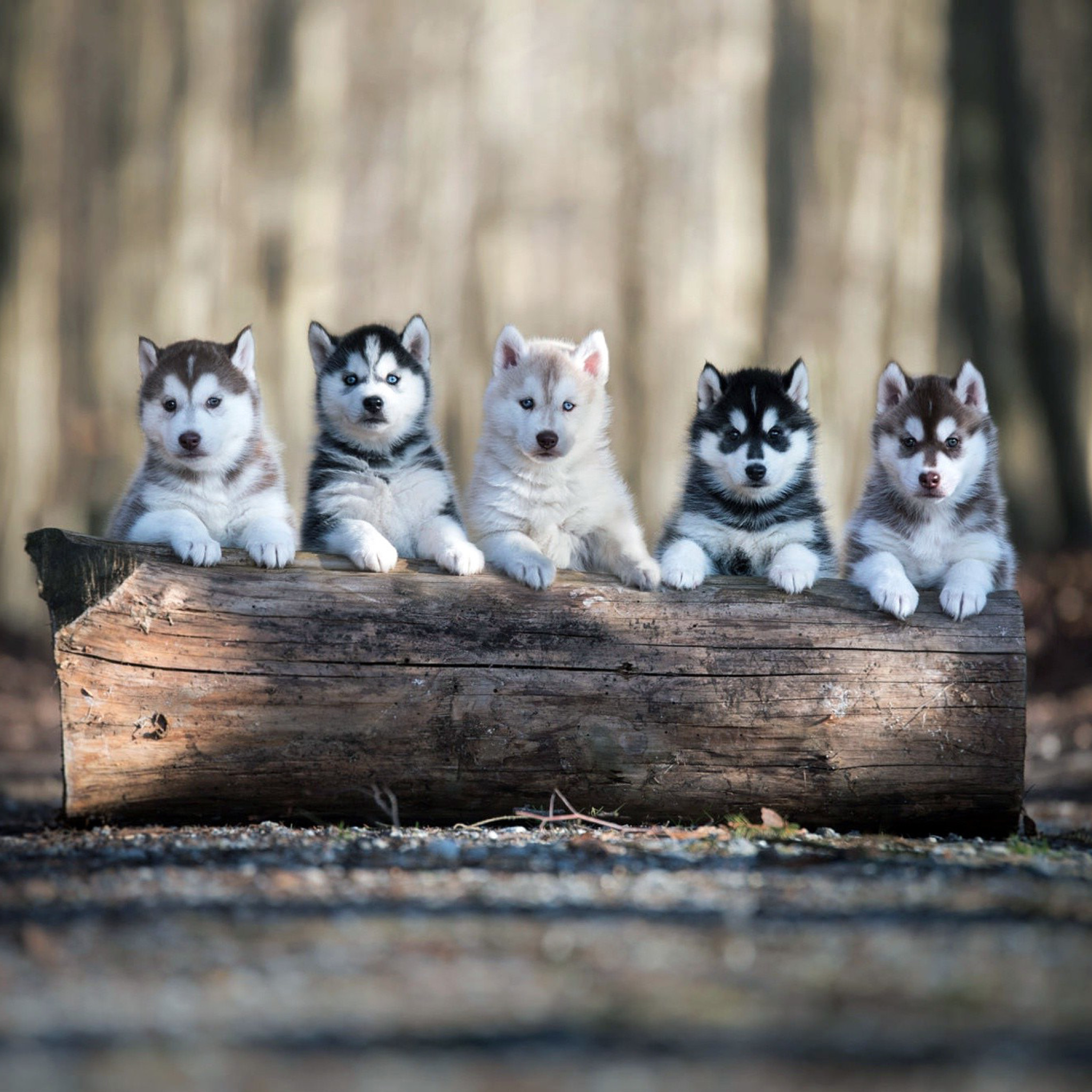 Обои Alaskan Malamute Puppies 2048x2048