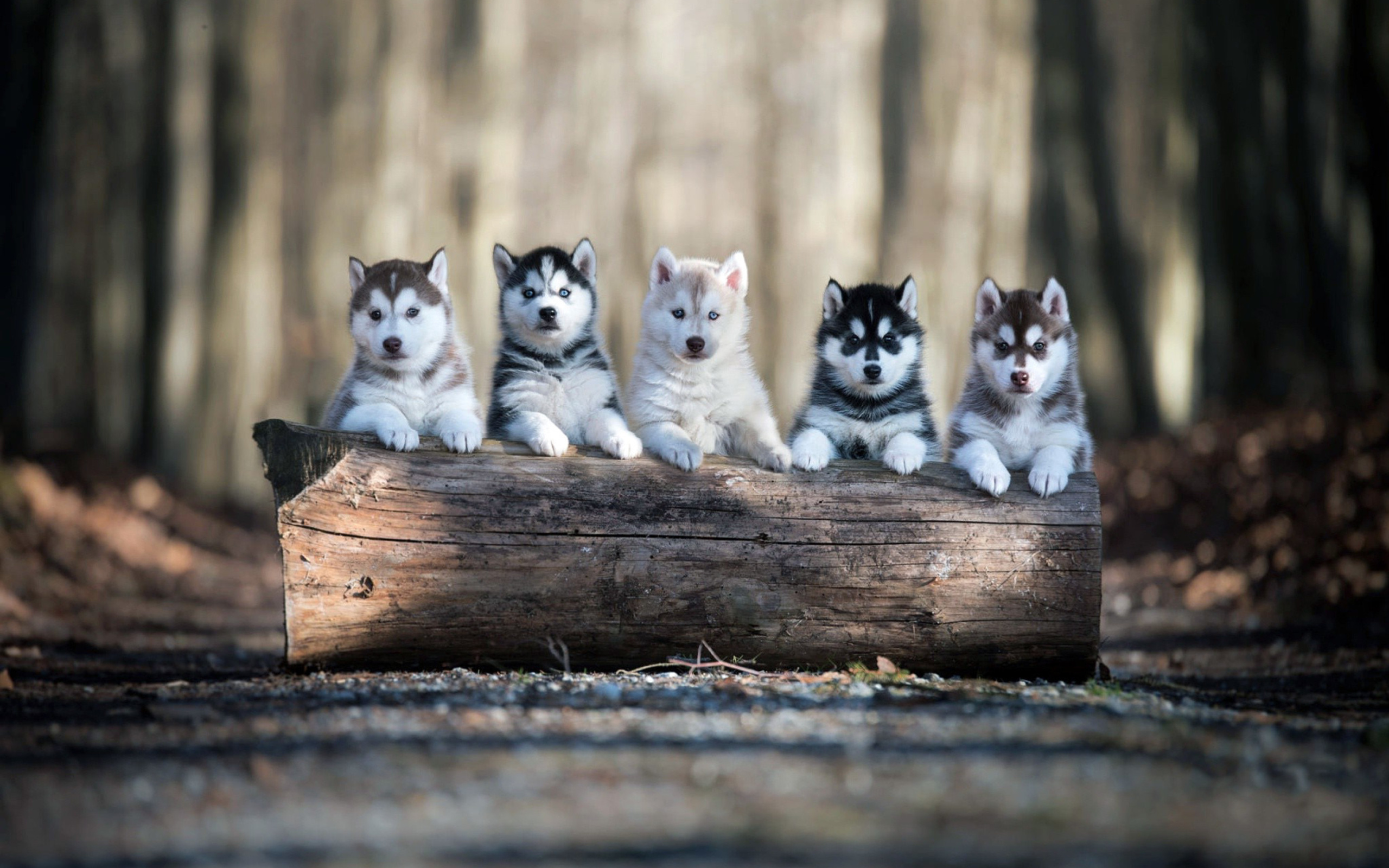 Fondo de pantalla Alaskan Malamute Puppies 2560x1600