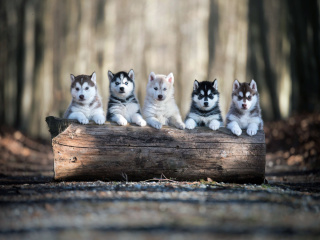 Das Alaskan Malamute Puppies Wallpaper 320x240