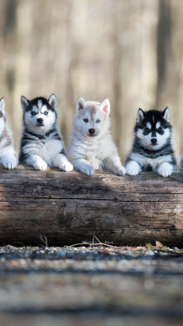 Обои Alaskan Malamute Puppies 360x640