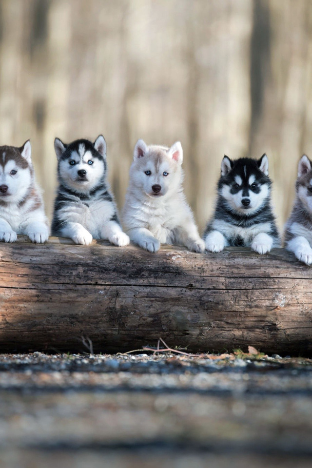 Fondo de pantalla Alaskan Malamute Puppies 640x960