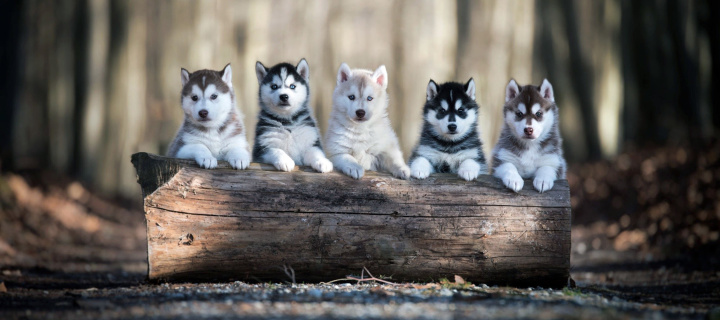 Alaskan Malamute Puppies screenshot #1 720x320