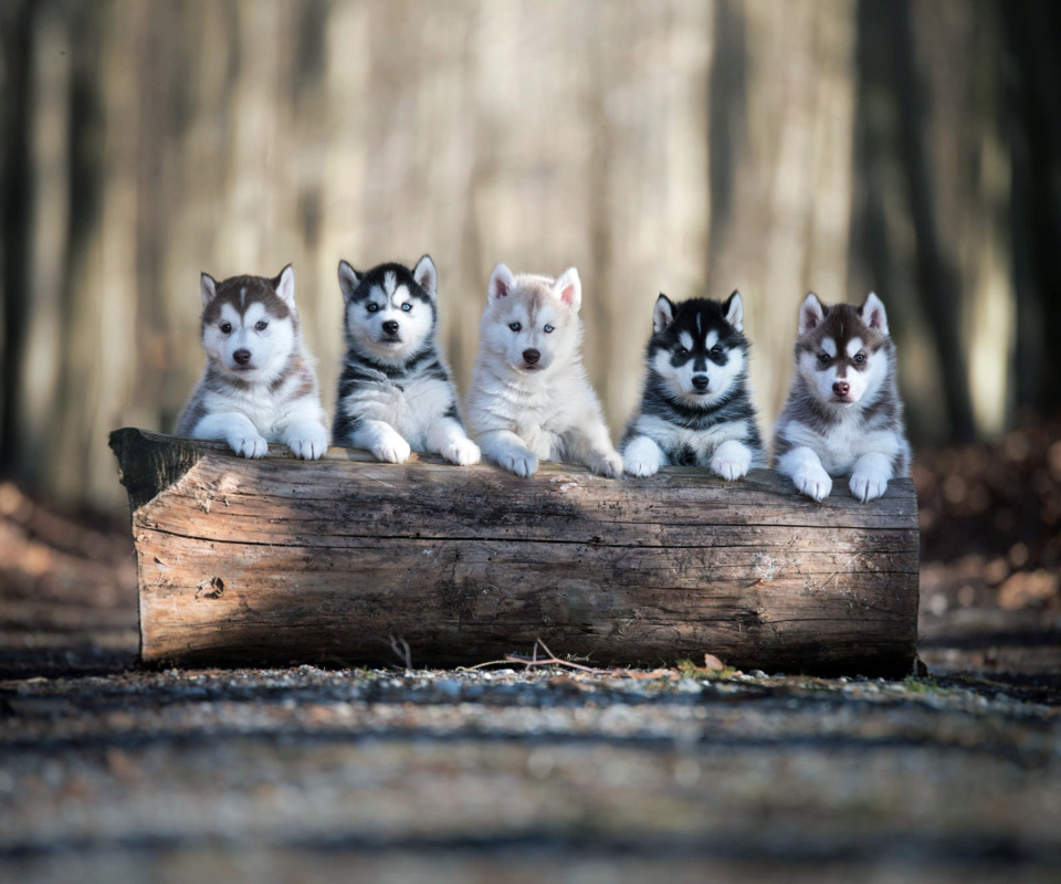 Das Alaskan Malamute Puppies Wallpaper 960x800