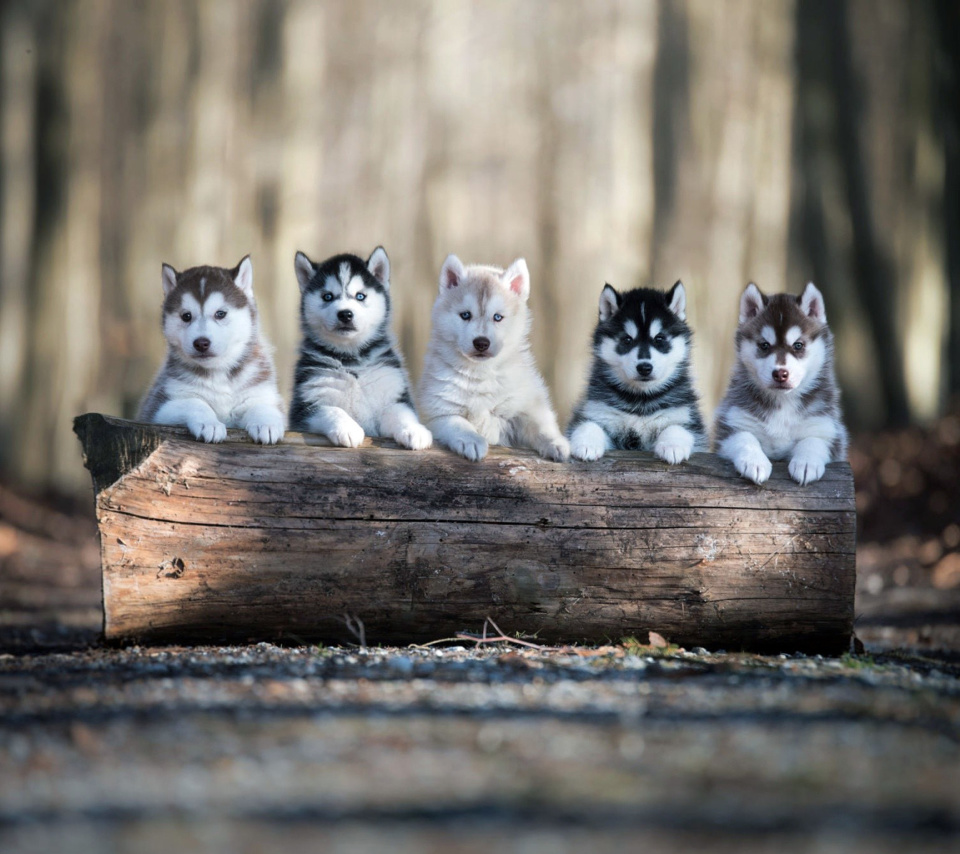 Das Alaskan Malamute Puppies Wallpaper 960x854
