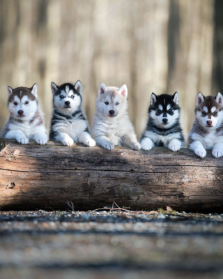 Alaskan Malamute Puppies sfondi gratuiti per 640x1136