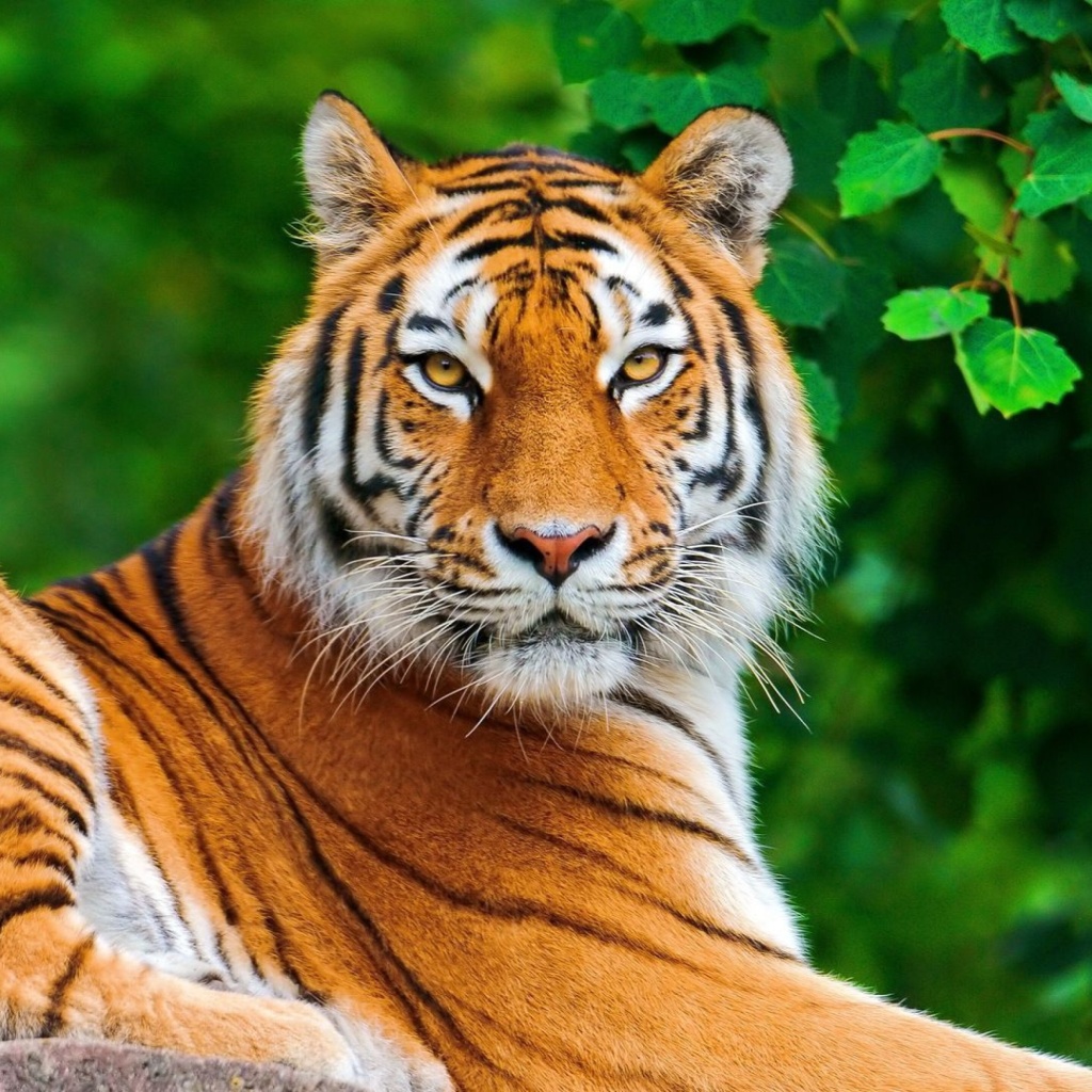 Fondo de pantalla Siberian tiger 1024x1024