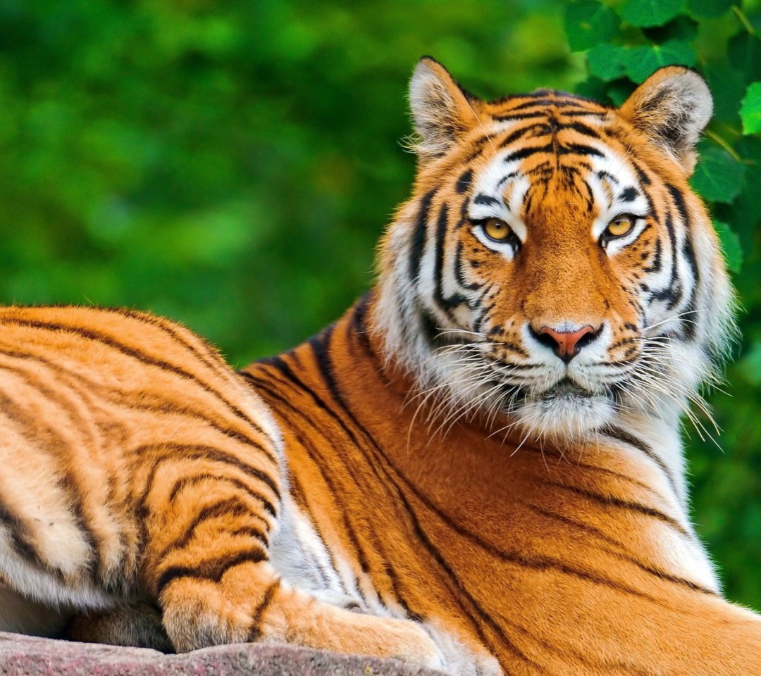 Das Siberian tiger Wallpaper 1080x960