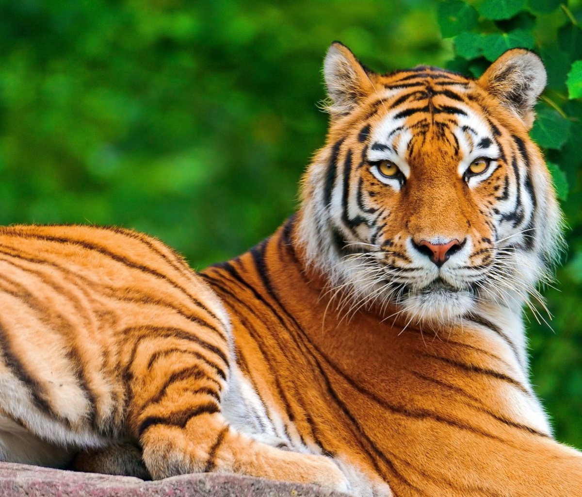 Fondo de pantalla Siberian tiger 1200x1024