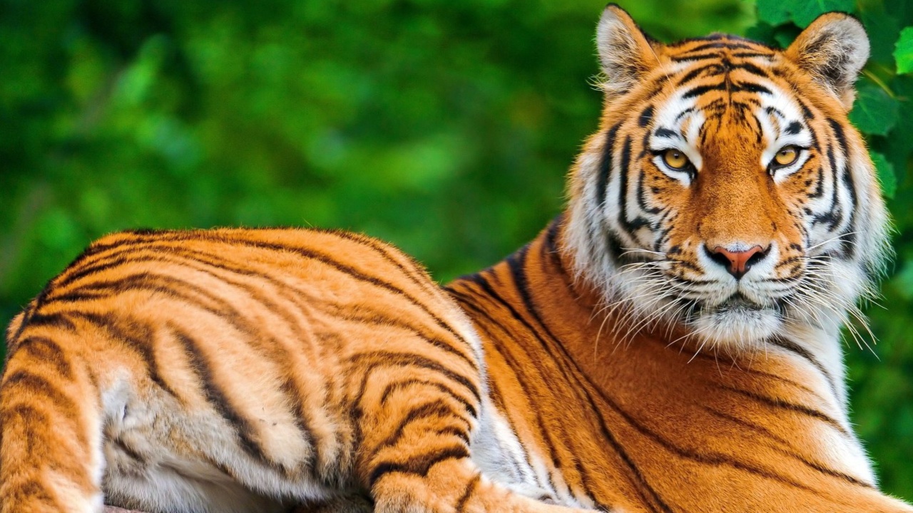Fondo de pantalla Siberian tiger 1280x720