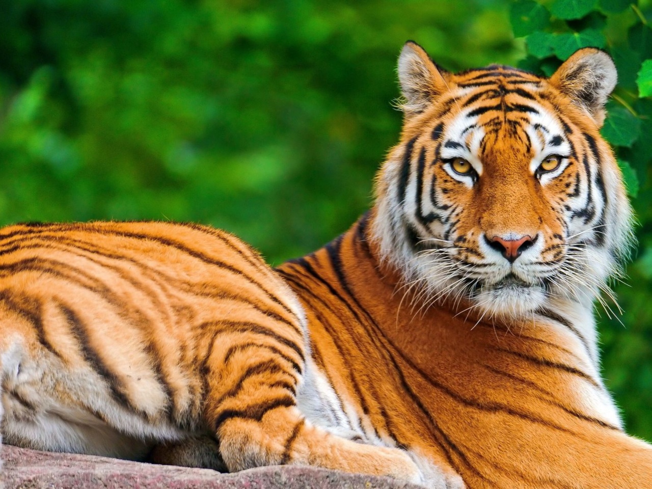 Обои Siberian tiger 1280x960
