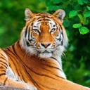 Sfondi Siberian tiger 128x128