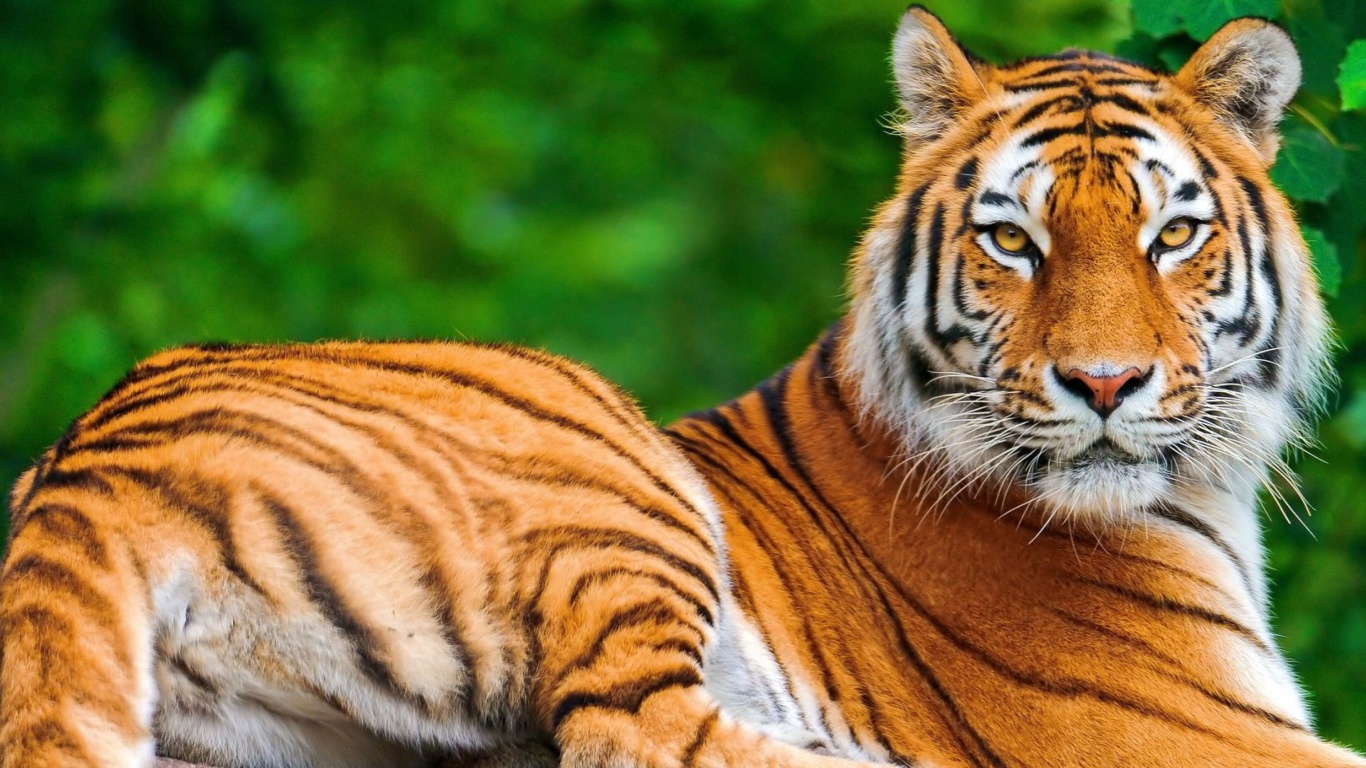 Sfondi Siberian tiger 1366x768