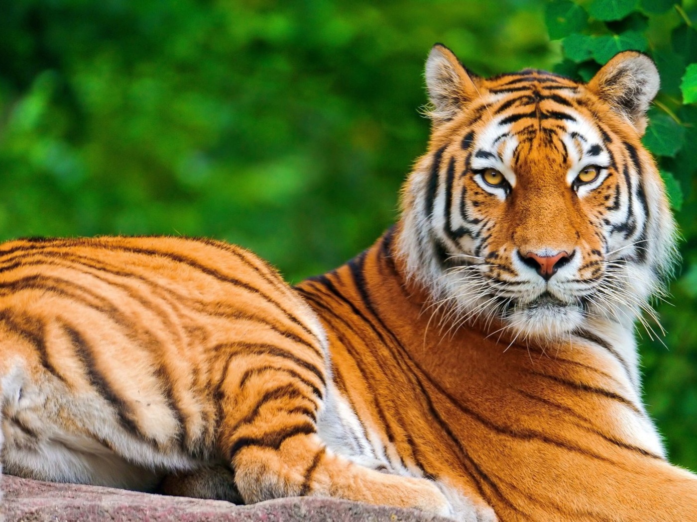 Siberian tiger wallpaper 1400x1050