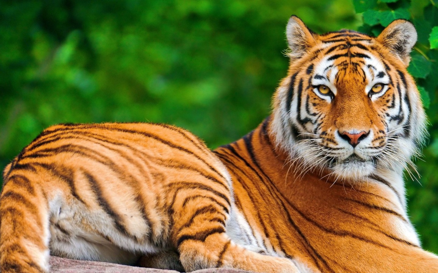 Das Siberian tiger Wallpaper 1440x900