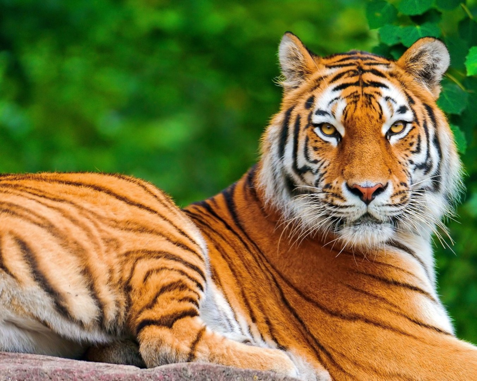 Fondo de pantalla Siberian tiger 1600x1280
