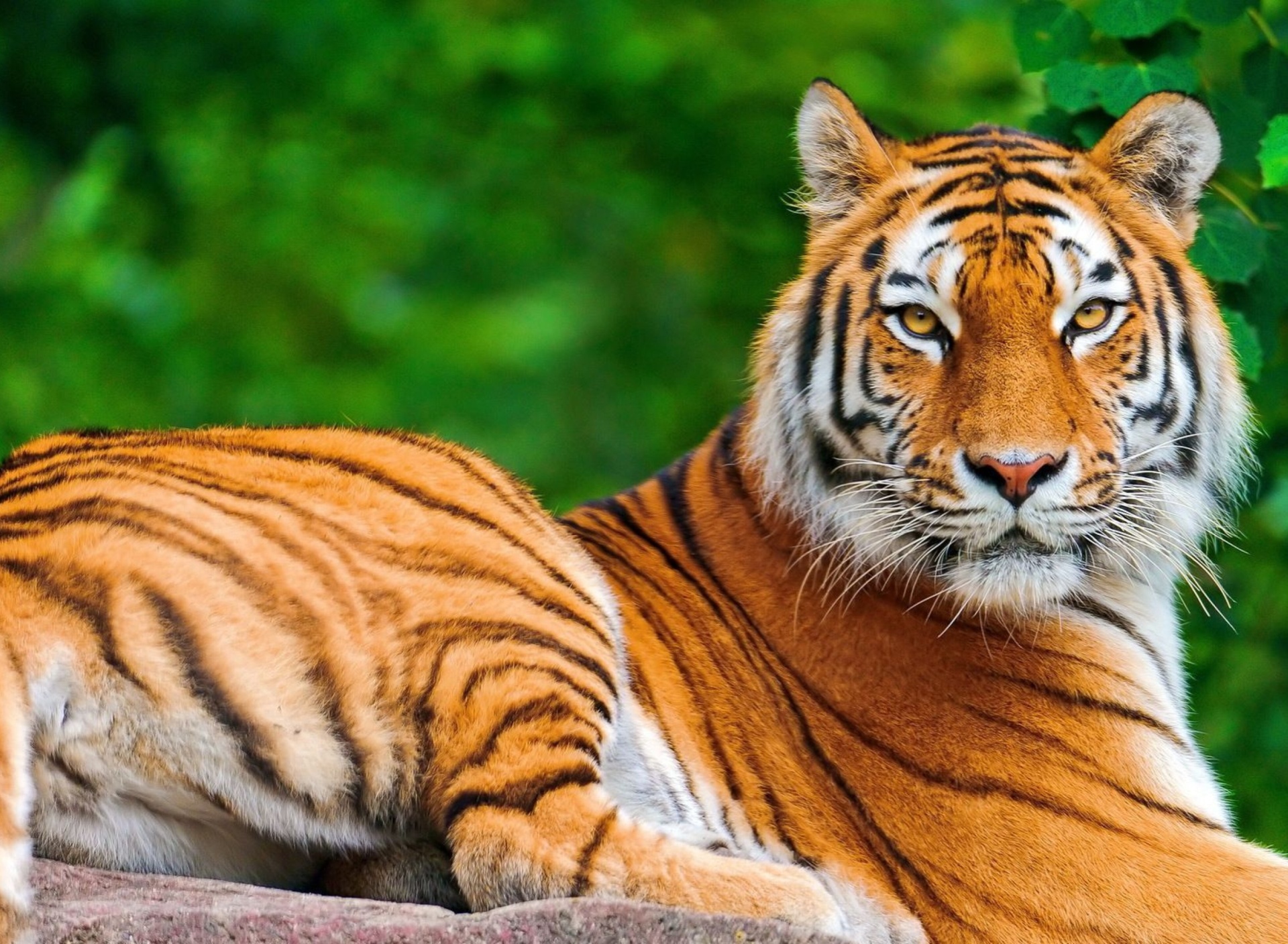 Siberian tiger wallpaper 1920x1408