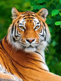 Das Siberian tiger Wallpaper 240x320