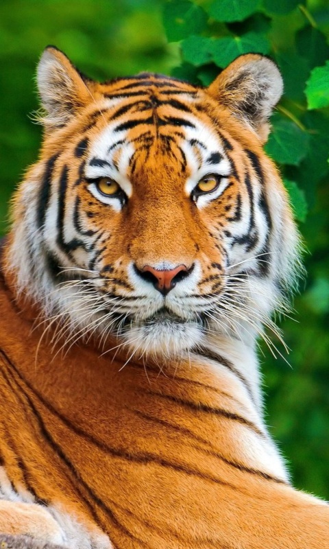 Siberian tiger wallpaper 480x800