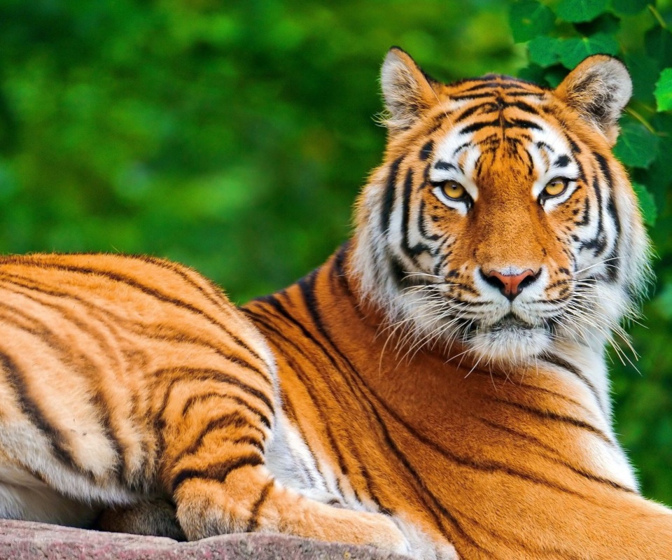 Sfondi Siberian tiger 960x800