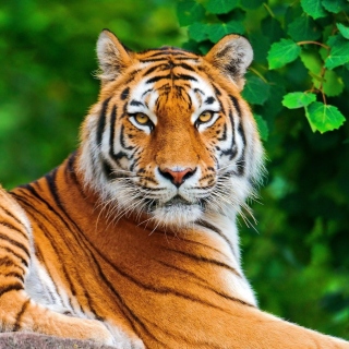 Обои Siberian tiger на телефон iPad