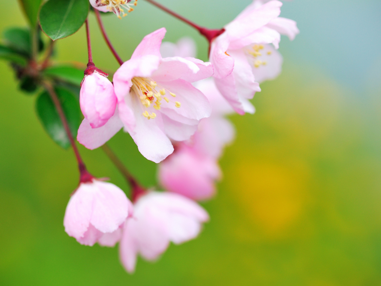 Das Soft Pink Cherry Flower Blossom Wallpaper 1280x960