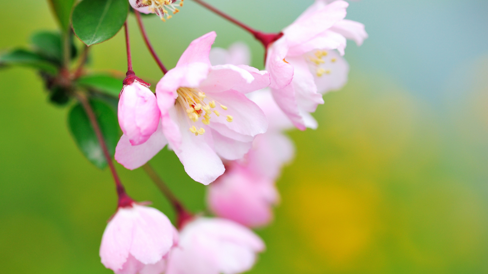 Screenshot №1 pro téma Soft Pink Cherry Flower Blossom 1600x900